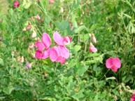 ����������