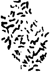 Caryotype 2 F10 (G.hirsutum x G.harknessi)