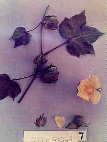 Phenotype F10 (G.hirsutum x G.lobatum)