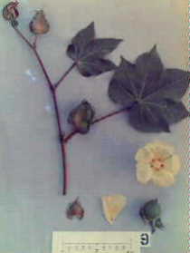 Phenotype F10 (G.hirsutum x G.harknessi)