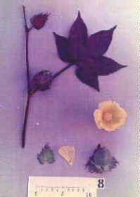 Phenotype F9 (G.hirsutum L., ssp. purpurascens)