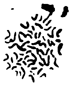 Caryotype F10 (G.hirsutum x G.lobatum)