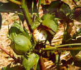 Ostrinia nubilalis Hb