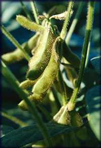 Soybean