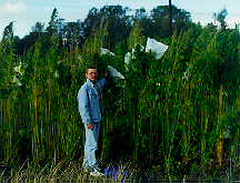 The study of artificial isolation of hemp