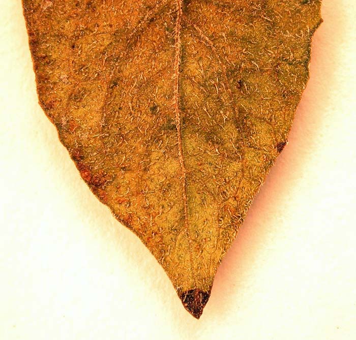 s. ahanhuiri syntyp 1699 leaflets pubescens