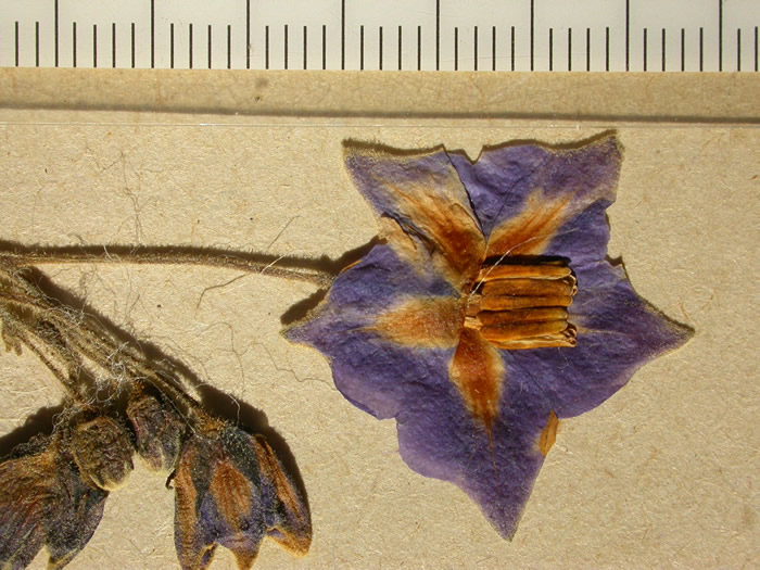 s. ahanhuiri syntyp 1699 pedicel articulation