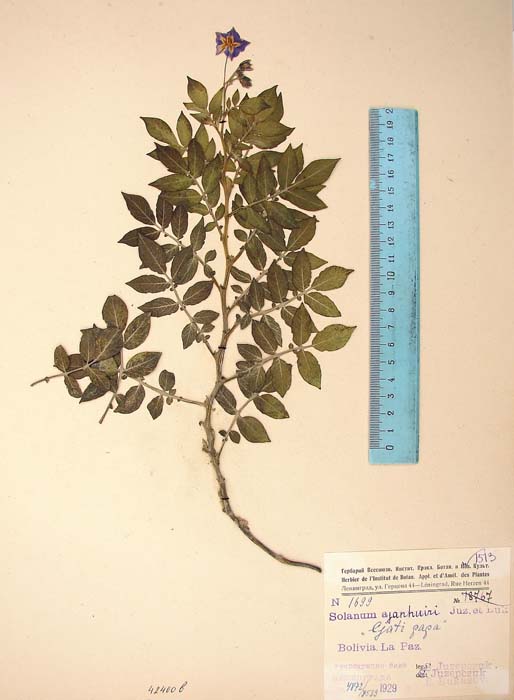 s. ahanhuiri syntyp 1699