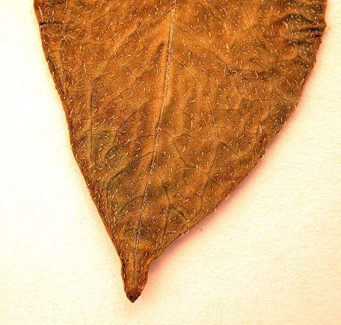 s. ahanhuiri syntyp 1800 leaflets pubescens