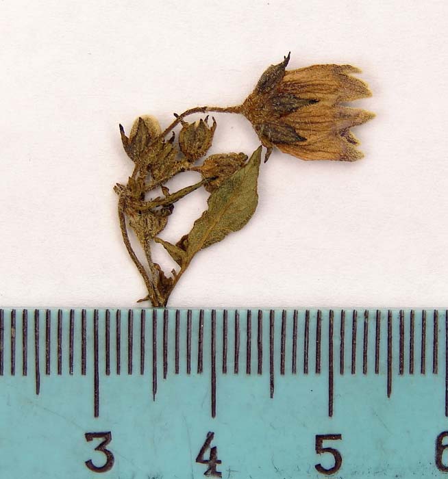 s. ahanhuiri syntyp 1800 pedicel articulation