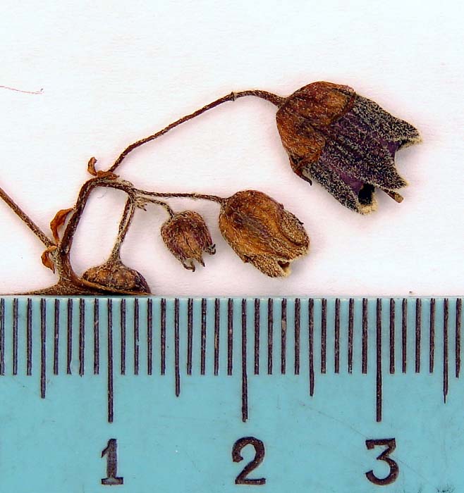 S. andigenum Isotypus 598 pedicel articulation