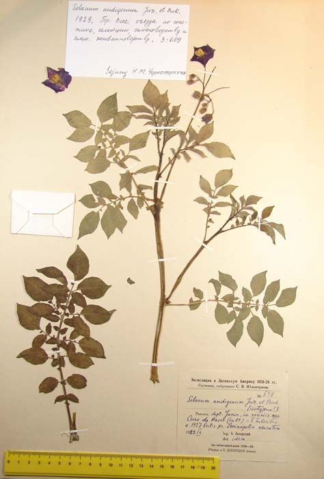 S. andigenum Isotypus 598