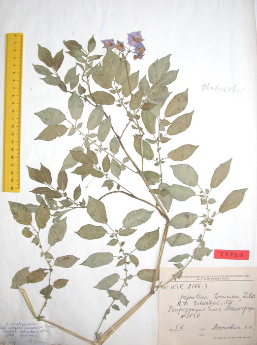 S. andigenum argentinicum Holotypus 2186-3