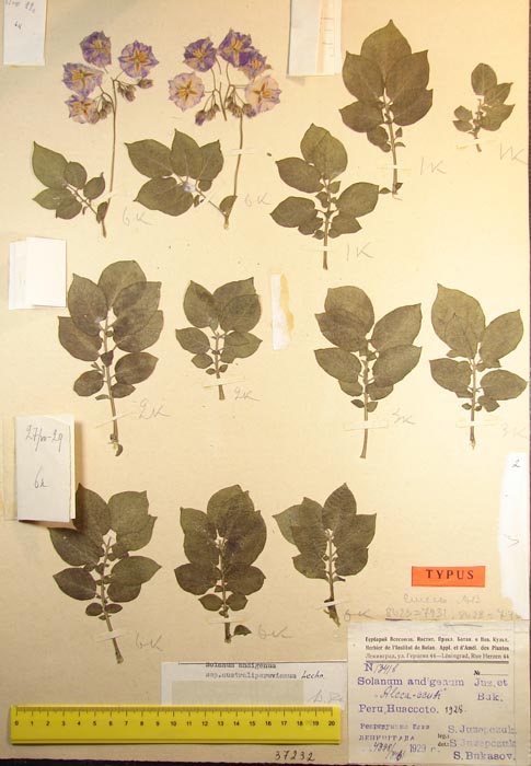 S. andigenum australiperuvianum Holotype 1341b