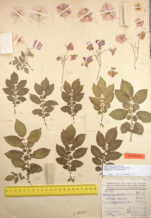 S. andigenum australiperuvianum titicacense Holotype 1078