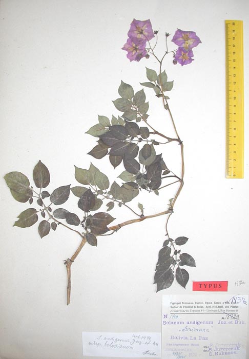 S. andigenum aymaranum basiscopum Holotypus 1740