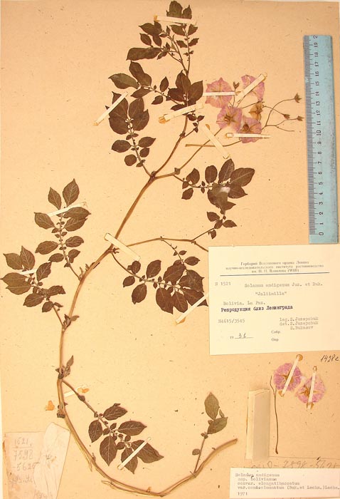 S. andigenum aymaranum conicicolumnatum Lectotypus 1521