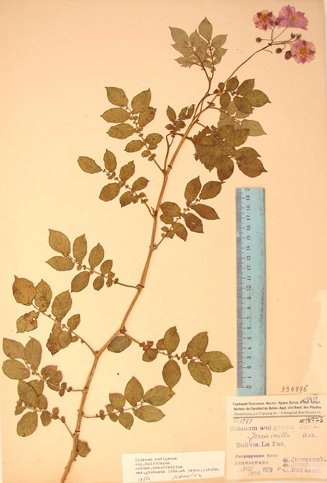 S. andigenum aymaranum globosum Lectotypus 1583