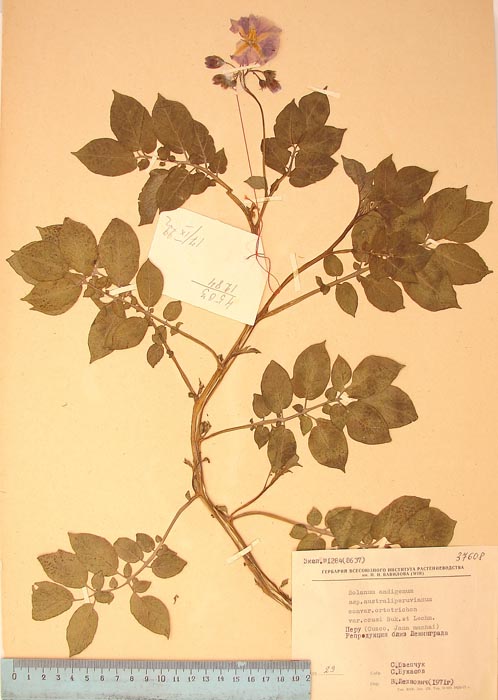 S. andigenum ccusi Lectotypus 1284