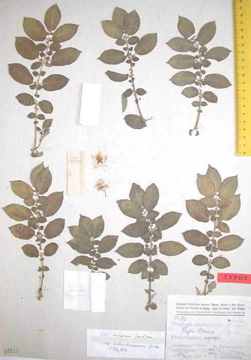 S. andigenum centraliperuvanum Holotypus 191c