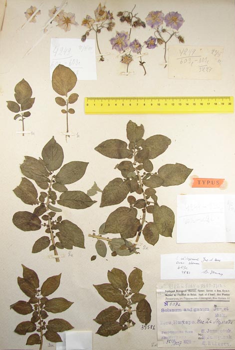 S. andigenum centraliperuvanum stenon  Holotypus 603c