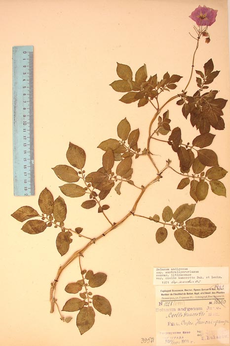 S. andigenum ckellohuaccoto Lectotypus 1228