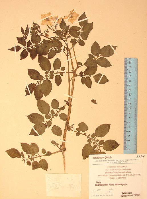 S. andigenum ckellohuaccoto alccai-huarmi Lectotypus 1390