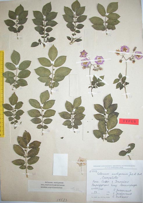 S. andigenum ckellohuaccoto ccompetillo Lectotypus 1352