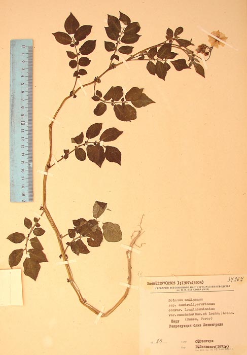 S. andigenum ckellohuaccoto sunchchu Lectotypus 1397