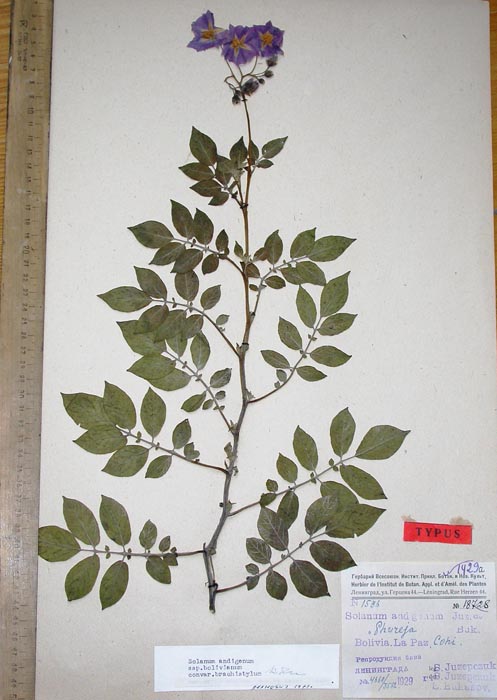 S. andigenum cryptostylum 1536