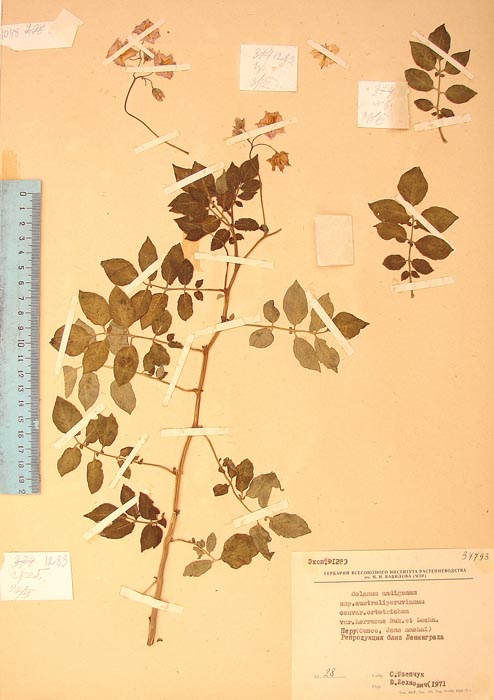 S. andigenum herrerae Lectotypus 1283