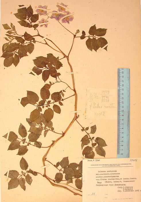 S. andigenum herrerae llutuc-runtum Lectotypus 1249