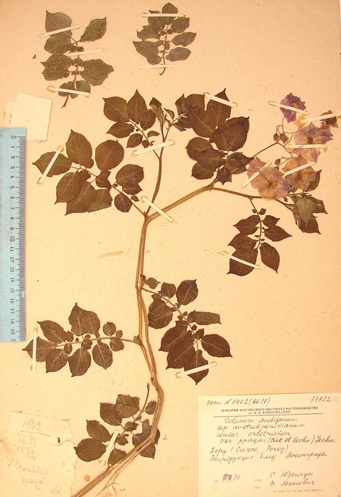 S. andigenum herrerae ppaqui Lectotypus 1402