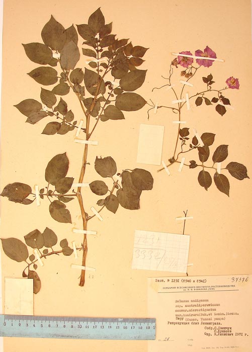 S. andigenum huairuru Lectotypus 1231