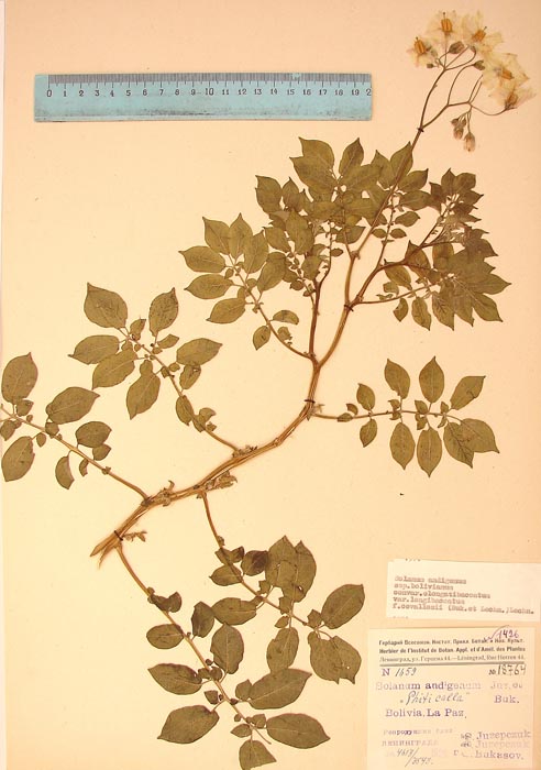 S. andigenum longibaccatum cevallosii Lectotypus 1659