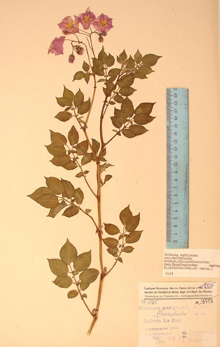 S. andigenum longibaccatum pallidum Lectotypus 1525