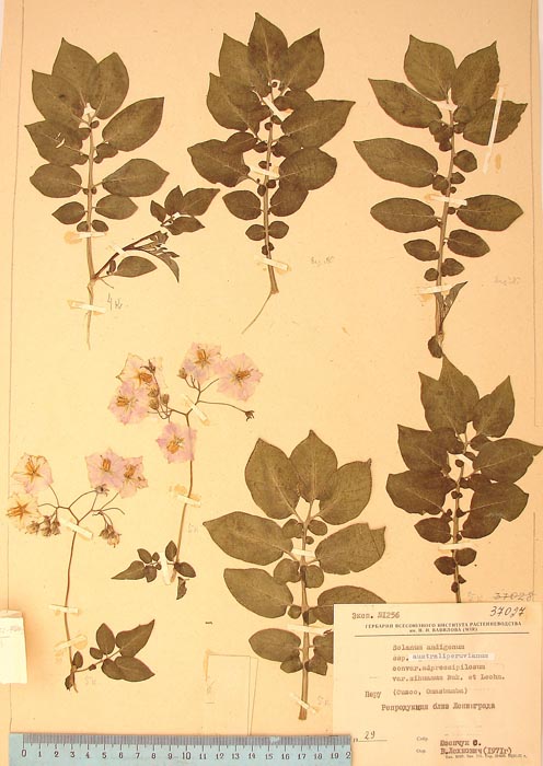 S. andigenum sihuanum Lectotypus 1256