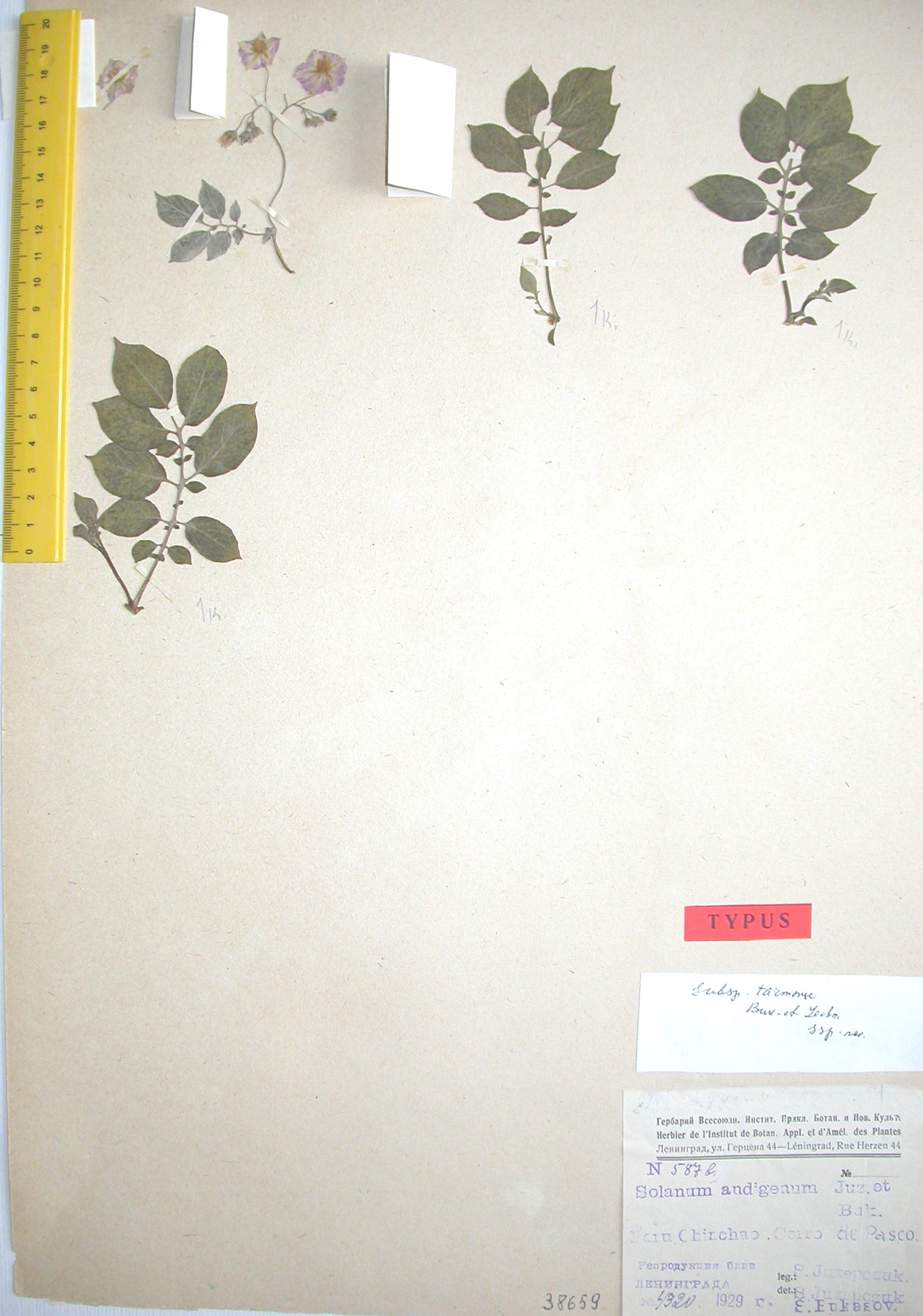 S. andigenum longibaccatum pallidum Lectotypus 1525