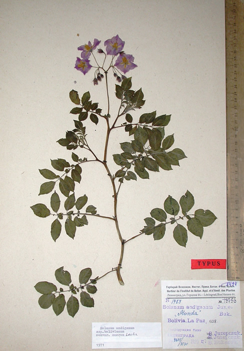 S. andigenum argentinicum Holotypus 2186-3