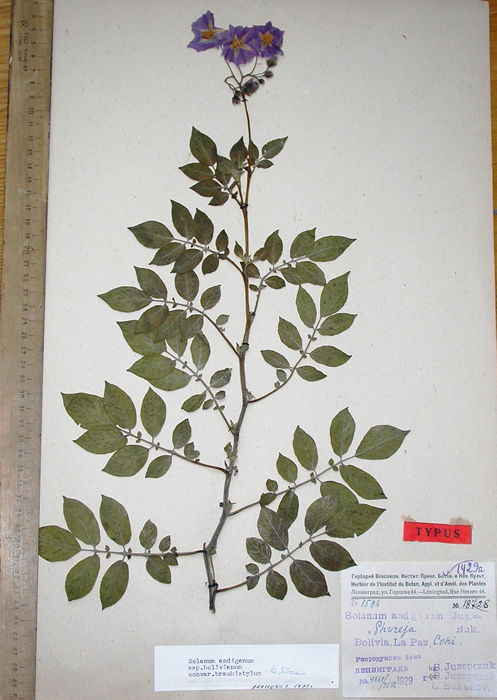 S. andigenum argentinicum Holotypus 2186-3