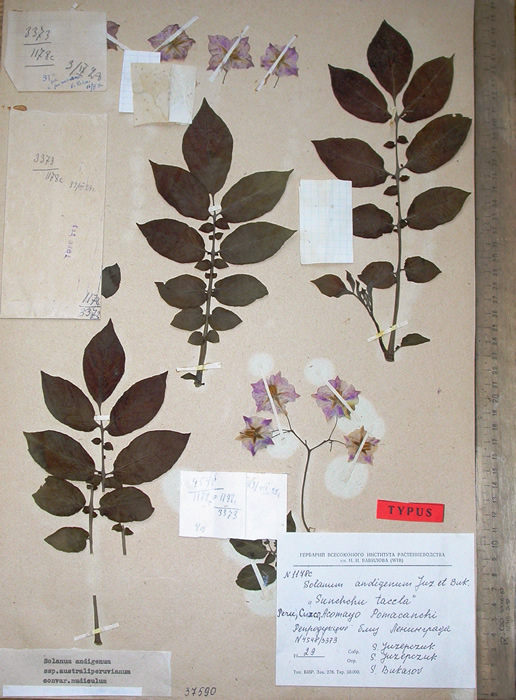 S. andigenum argentinicum Holotypus 2186-3