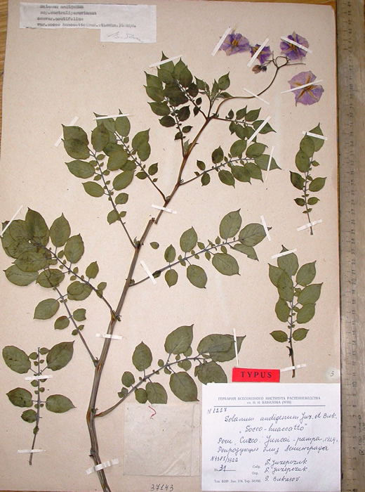 S. andigenum argentinicum Holotypus 2186-3