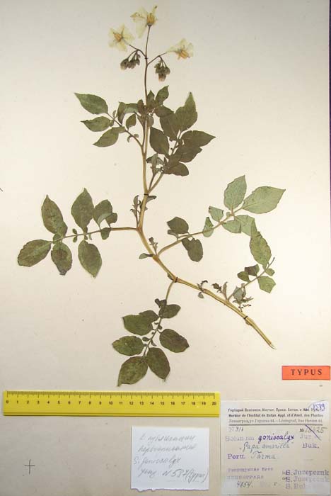 1_S. goniocalyx Paratypi 316