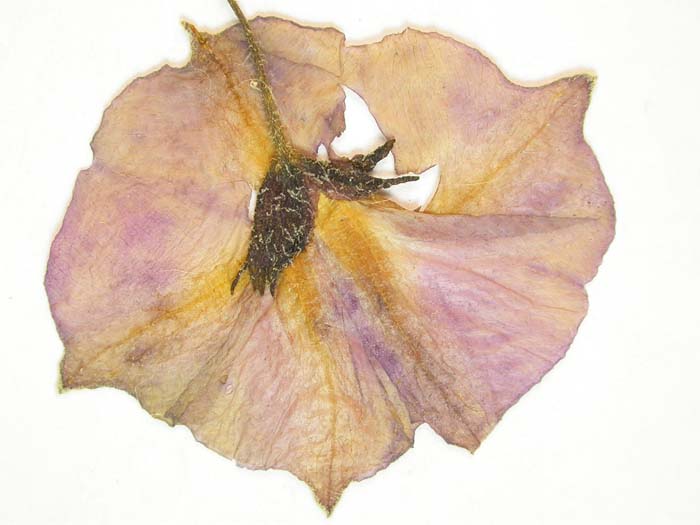 S. phureja  Lectotypus 1654 calyx