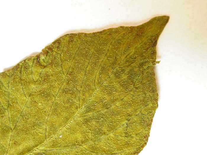 S. phureja  Lectotypus 1654 leaflets pubescens