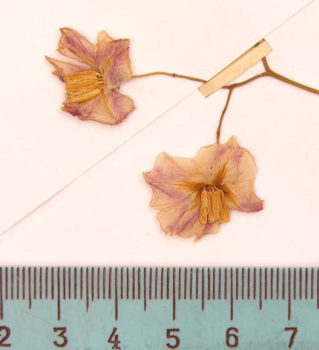 S. phureja  Lectotypus 1654 pedicel articulation