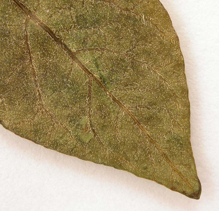 S. phureja  Syntyp 1655 leaflets pubescens (2)