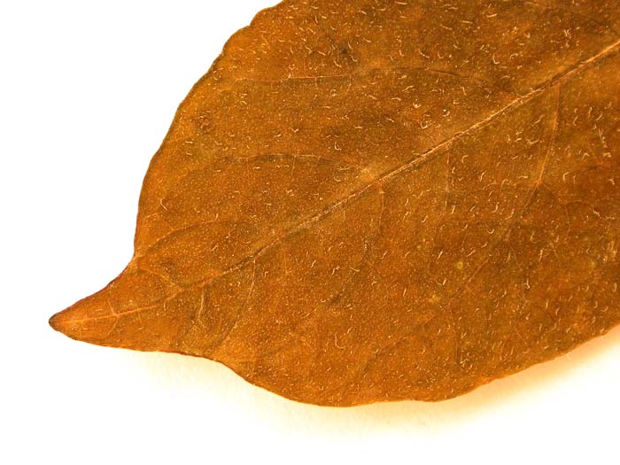 S. phureja  Syntyp 1655 leaflets pubescens