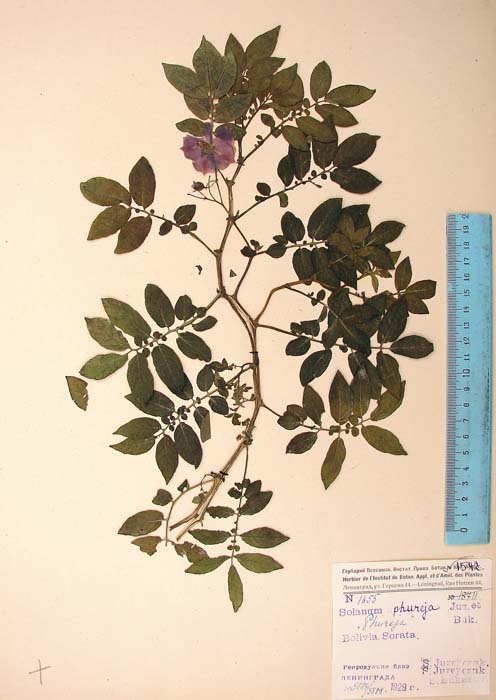 S. phureja  Syntyp 1655
