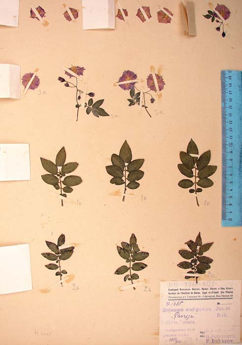 S. phureja  Syntyp 1685 (2)